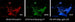 Diode Dynamics 18-19 Mustang Stage 2 Mustang Interior LED Light Kit - Cool - White