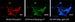Diode Dynamics 18-19 Mustang Stage 1 Mustang Interior LED Light Kit - Red